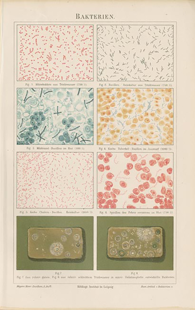 Bakterien Medizin 100 Jahre originale Lithographie Mxz