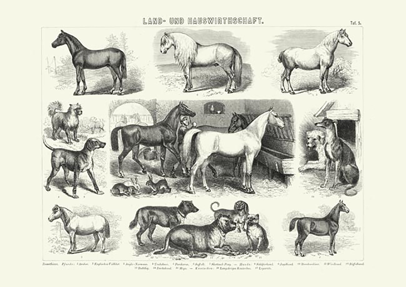 Bilder Atlas Pferde  Landwirtschaft 5  Faksimile & CD