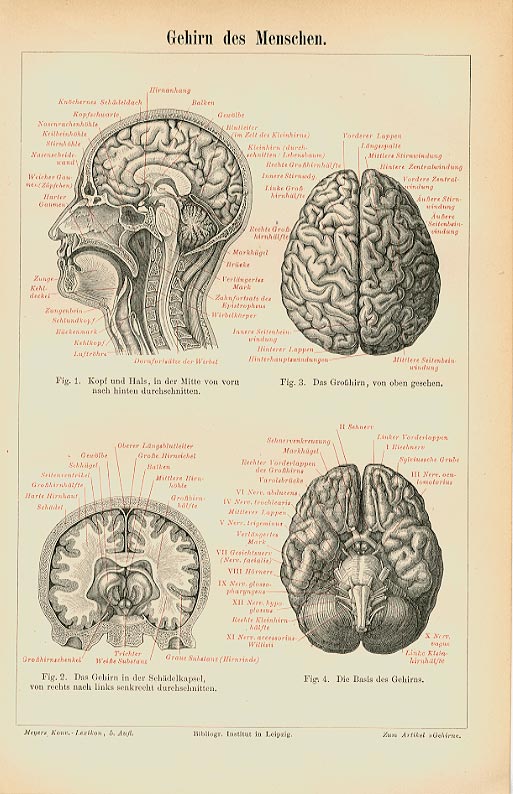 Gehirn Hirn Medizin Forschung Neurologie Originale Mxz