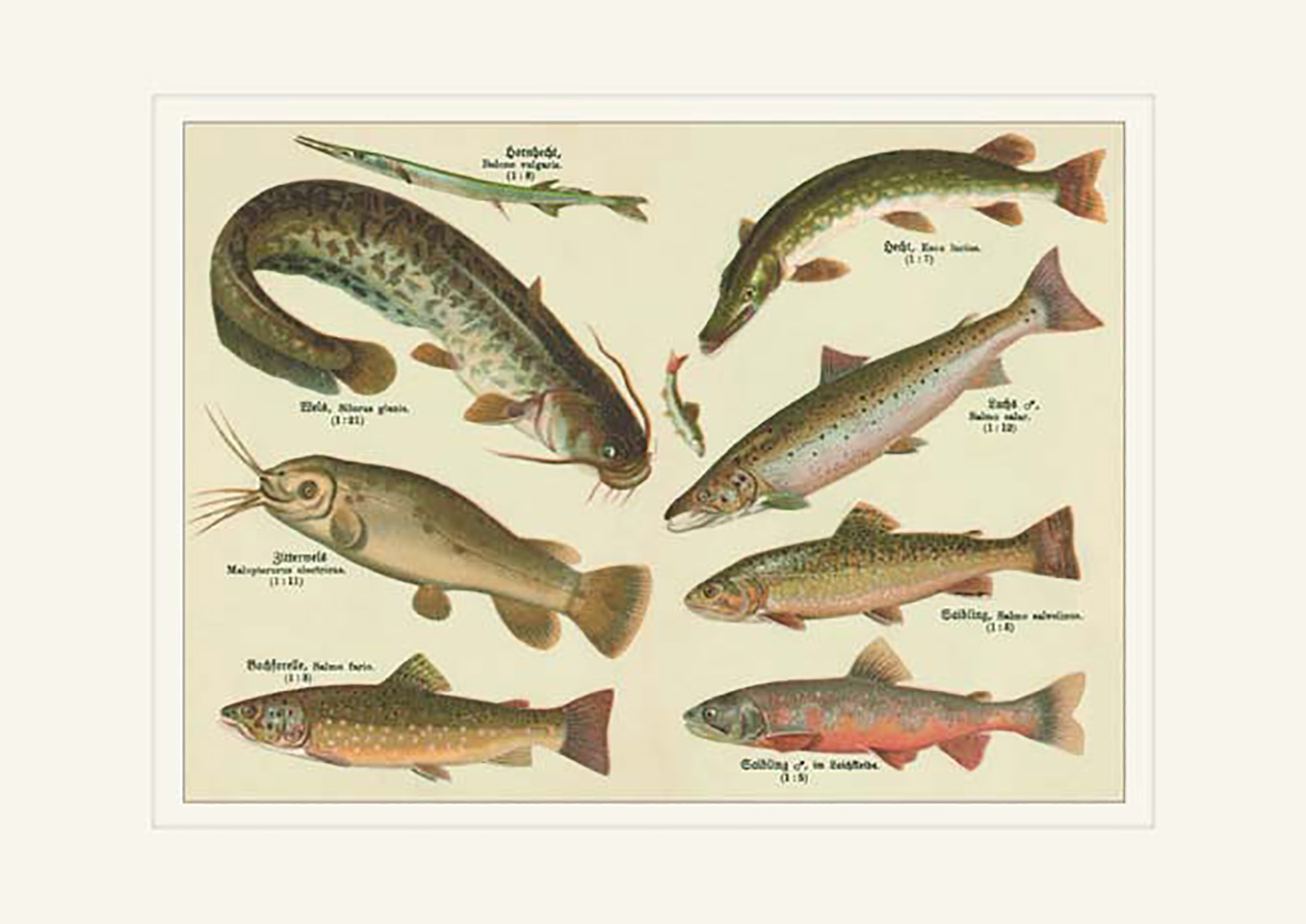 Wels Bachforelle Saibling Lachs Hecht Zitterwels Fxz Faksimile 14 Buttenpapier Ebay