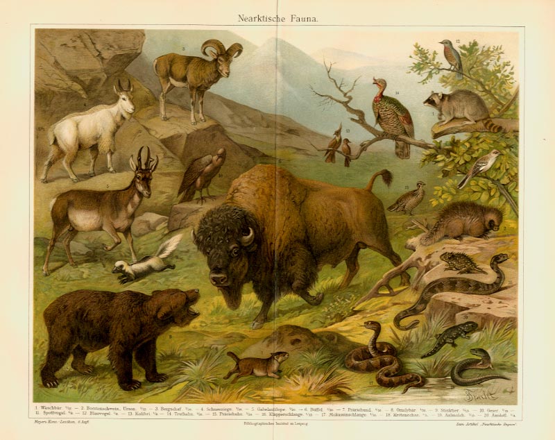 Chromolitho Zxz Nearktische Fauna Büffel Schlange Stinktier Geier Axolotl Orig